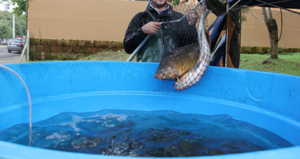 Feira do Peixe Vivo ocorrerá nesta sexta-feira em Lajeado