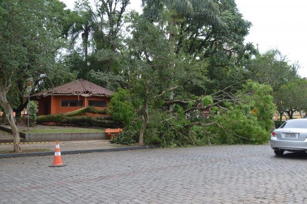 Árvore cai e danifica banheiros na Praça da Matriz