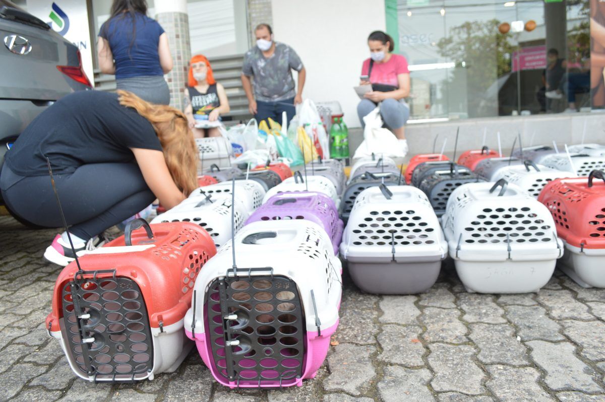 ONG de Lajeado oferece castração de gatos a baixo custo