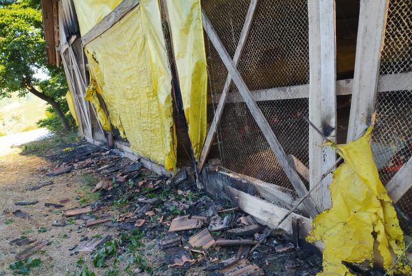 Bombeiros voluntários combatem incêndio em aviário no interior de Teutônia