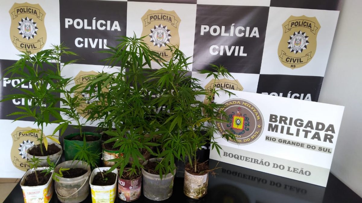 Polícia Civil apreende pés de maconha em meio plantação de fumo