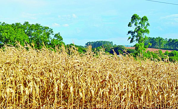 La Niña perde força e melhora perspectiva da estiagem no RS