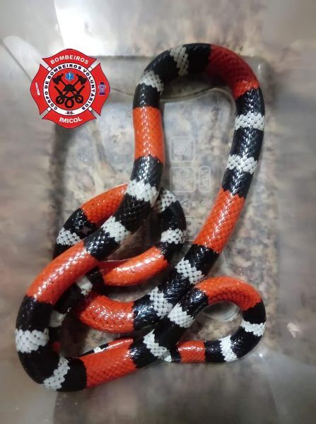 Imicol captura cobra em banheiro de residência em Colinas