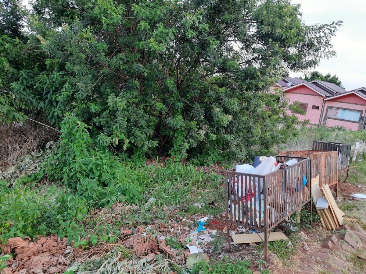 Moradores relatam infestação de baratas em Lajeado