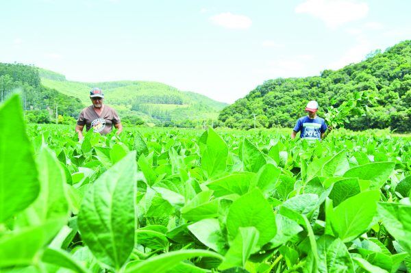 Alta no preço da soja atrai novos produtores