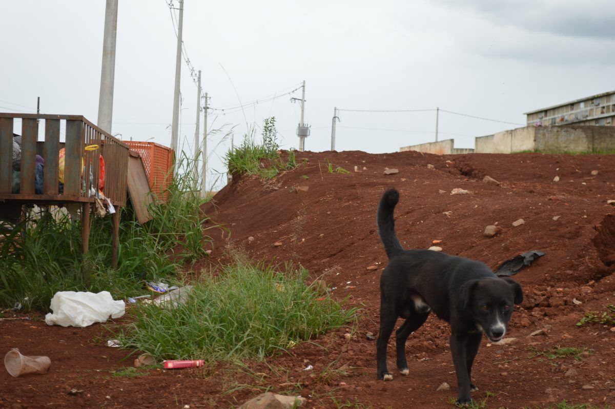 O Censo Animal nos primeiros anos de Lajeado