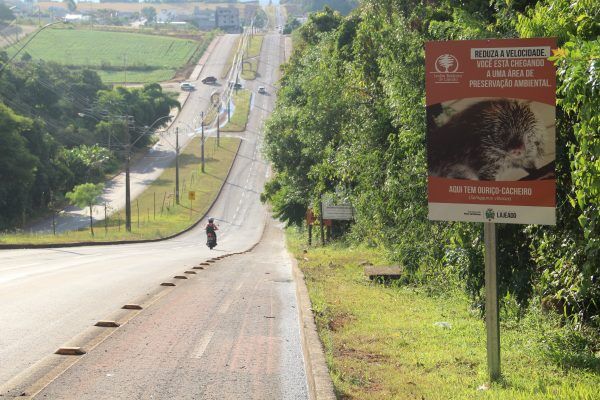 Abuso de velocidade coloca em risco animais silvestres