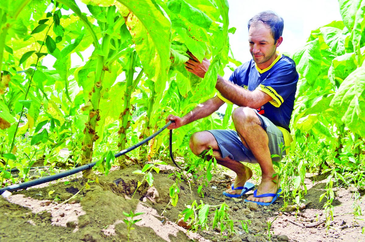 Ameaça de nova estiagem faz produtores apostarem na irrigação