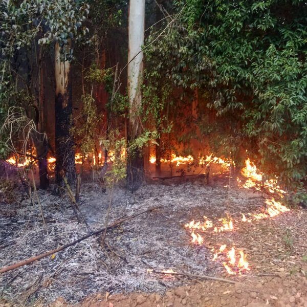 Bombeiros Imicol combatem incêndio florestal