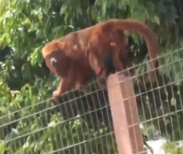 Vídeo: Macaco percorre bairro e intriga moradores em Teutônia