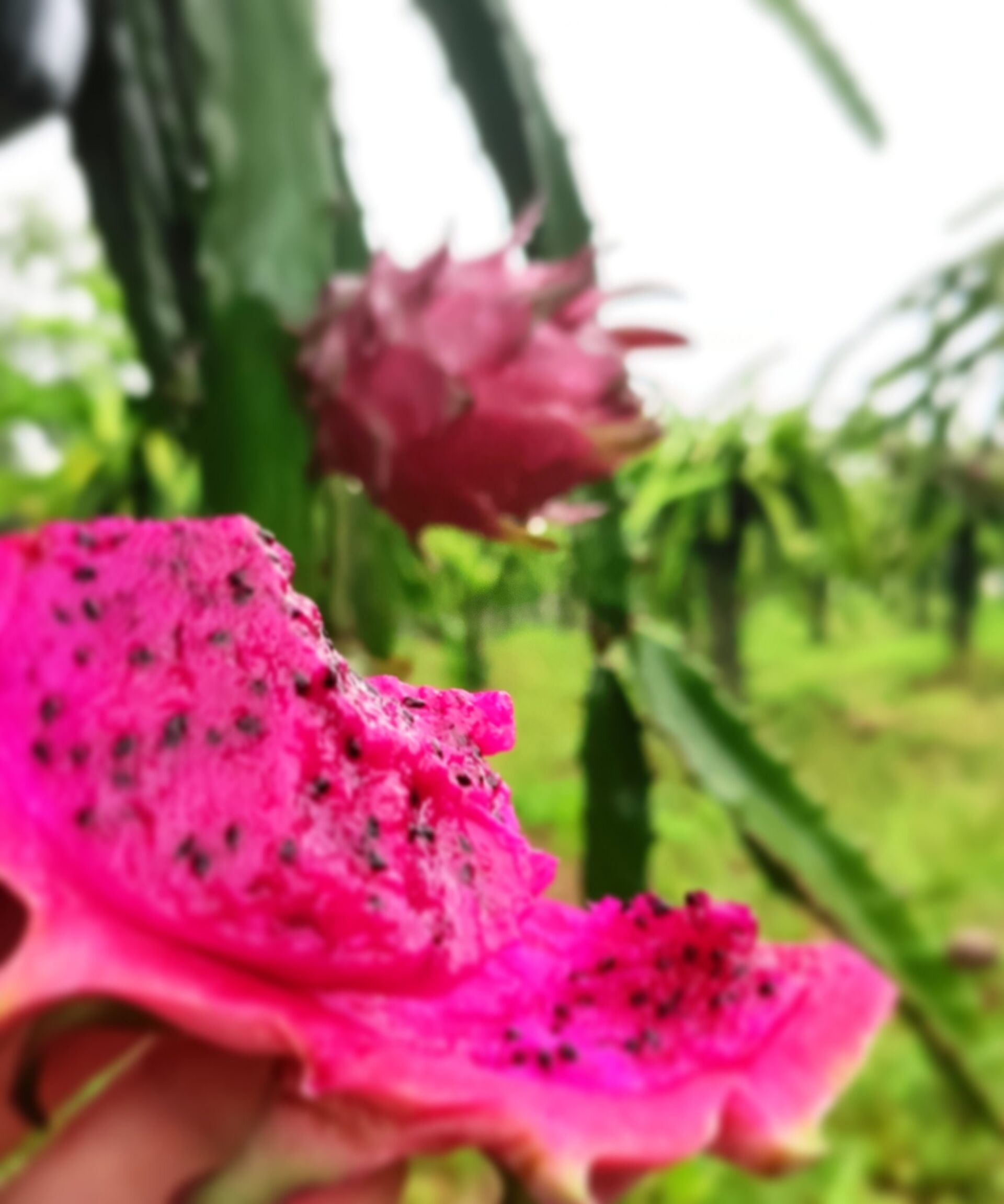 A pitaia se adapta bem ao clima brasileiro e tem futuro promissor entre agricultores. Em Sério a produção contém cerca de 14 mil mudas.