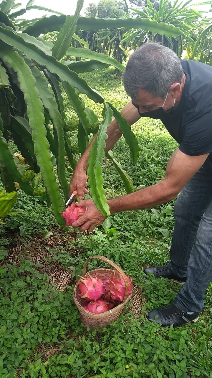 A pitaia se adapta bem ao clima brasileiro e tem futuro promissor entre agricultores. Em Sério a produção contém cerca de 14 mil mudas.