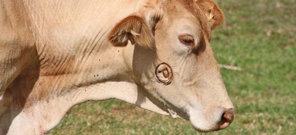 Foco de tuberculose bovina em Sério põe região em alerta