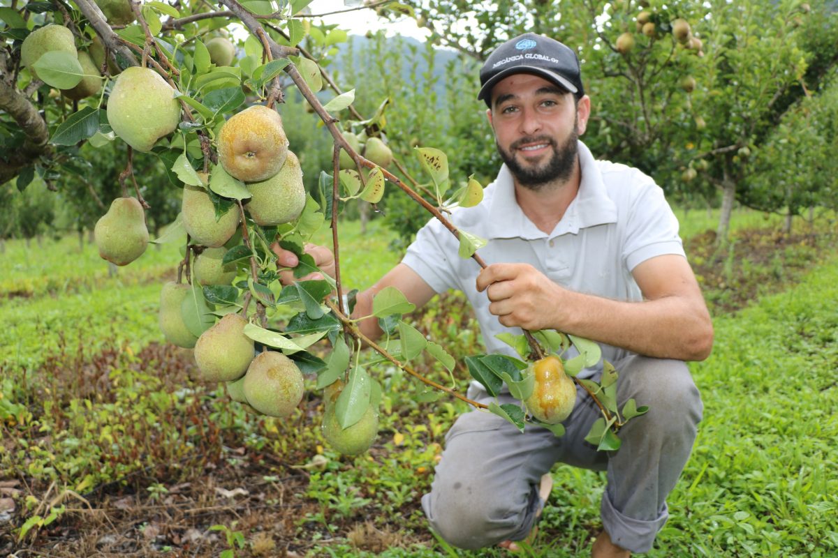 O desafio no cultivo da pera