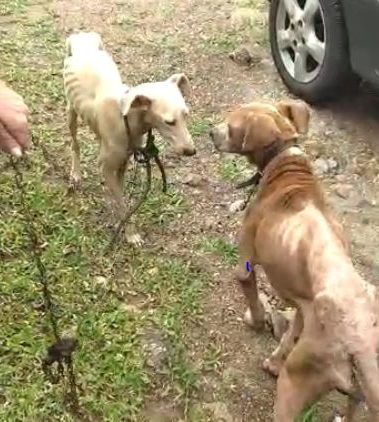 Cães são encontrados em situação de maus tratos em Teutônia
