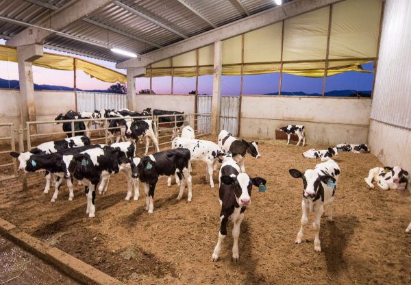 Nutrição ajuda a elevar produtividade das terneiras