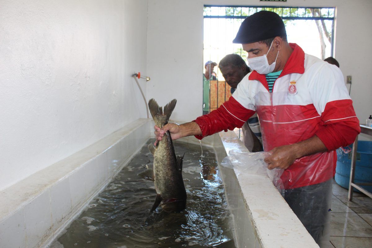 Feiras do peixe vivo iniciam nesta terça-feira no Vale do Taquari