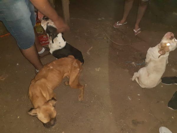 Homem é detido por maus tratos a animais, calúnia e ameaça, em Taquari