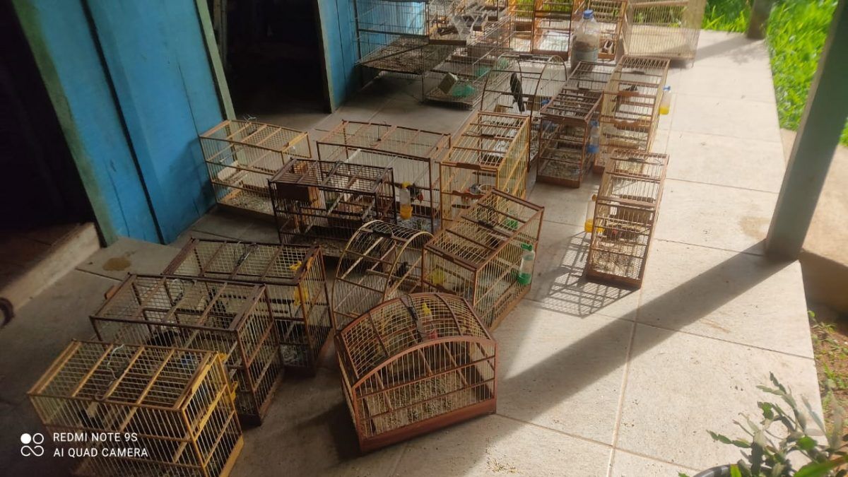 Homem é preso por manter aves silvestres e exóticos em casa
