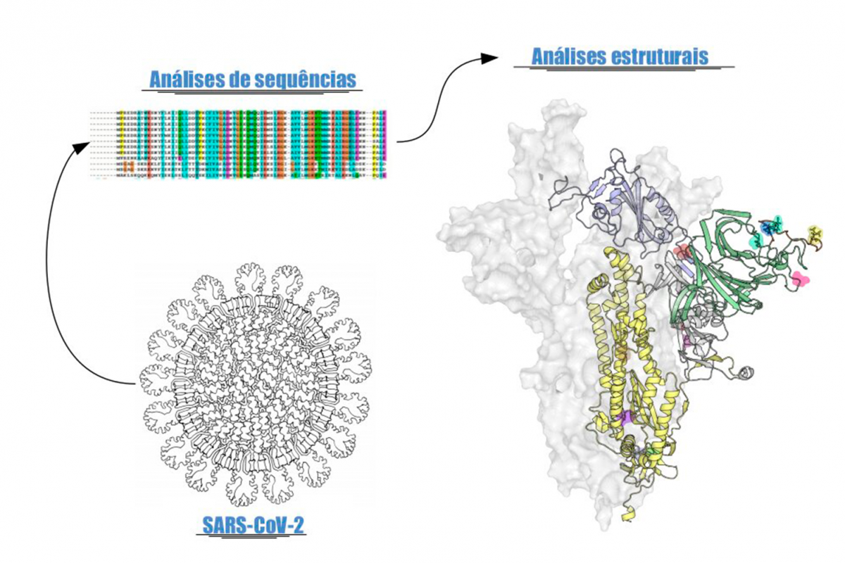 Equipe da Univates identifica mutações no genoma do SARS-CoV-2