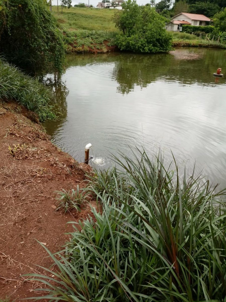 Domingo tem Feira do Peixe na Taipa