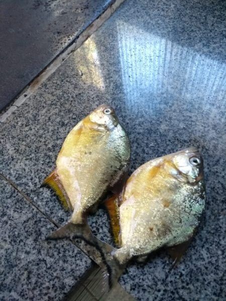 Invasão de peixes carnívoros exóticos preocupa regiões vizinhas