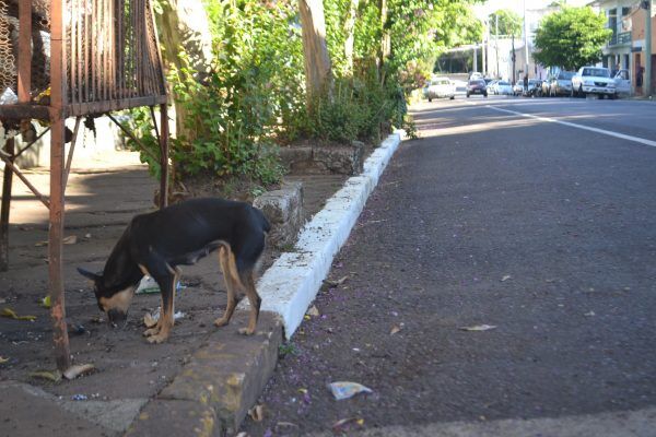 Em seis anos, apenas 12 multas por maus tratos foram aplicadas