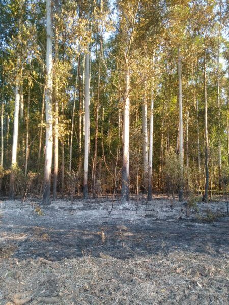 Cadáver é encontrado carbonizado em Roca Sales