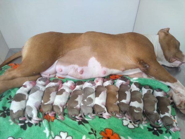 Cachorra dá à luz 12 filhotes