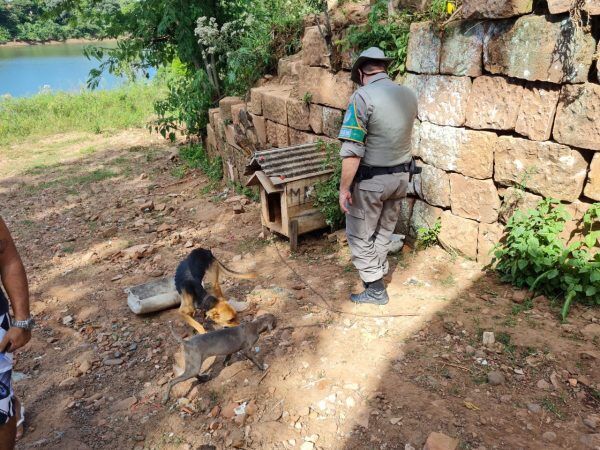 Patram atende crime contra cães em Cruzeiro do Sul