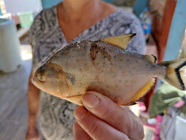 Piranhas aparecem no Rio Taquari e preocupam pescadores