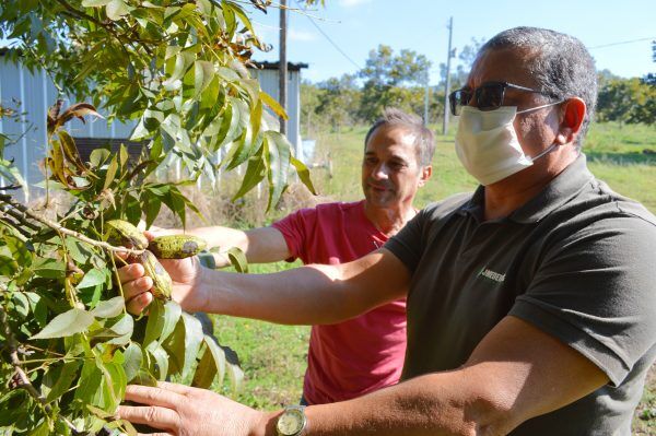 Seminário aborda qualidade e mercado para noz-pecã