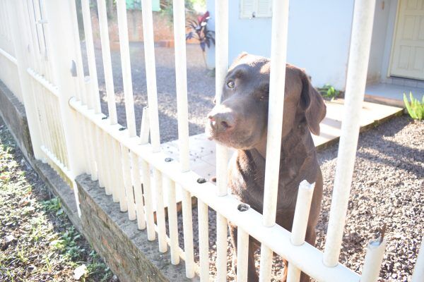 Vereadores estudam projeto para limitar pets por residência