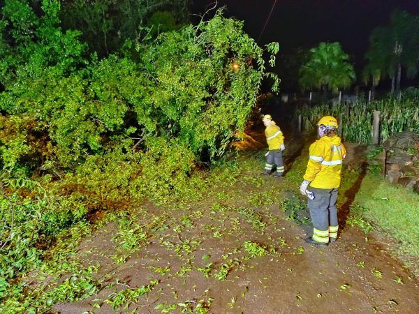 Queda de três árvores causa transtorno em rua no São Bento