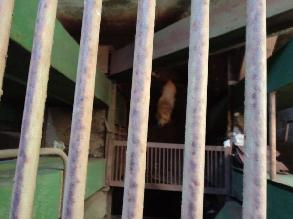 Cão cai dentro de silo no bairro Montanha
