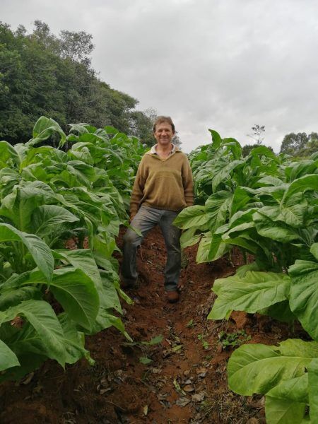 Produtor de tabaco aposta em duas safras por ano