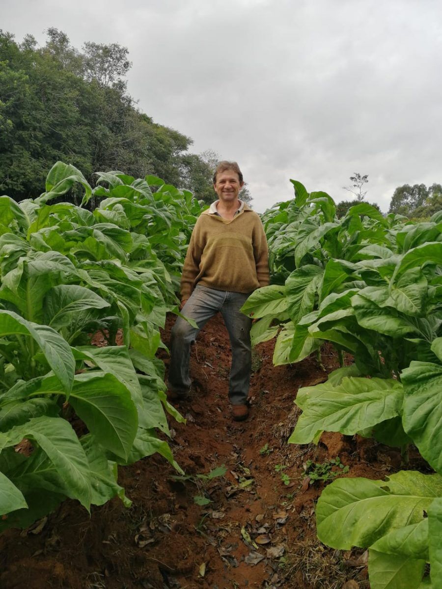 Produtor de tabaco aposta em duas safras por ano