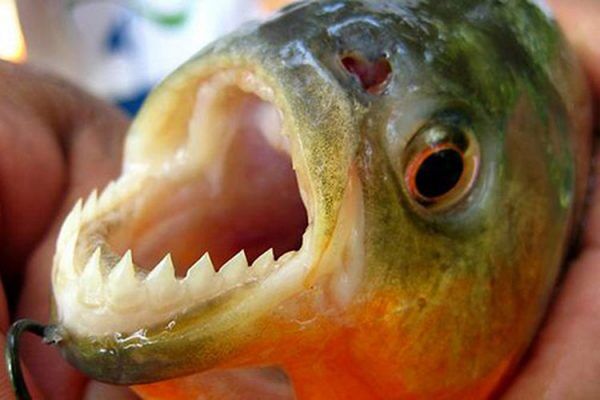 “Será difícil conter a proliferação de piranhas”