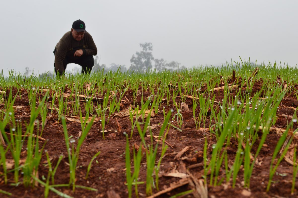 Em alta no mercado, trigo vira opção para o inverno