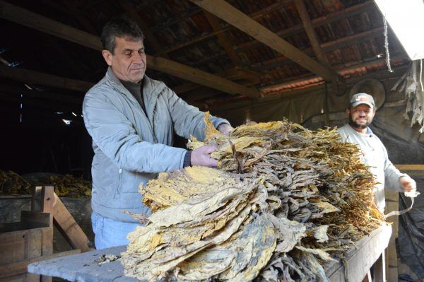 Entidades repudiam política de compra do tabaco