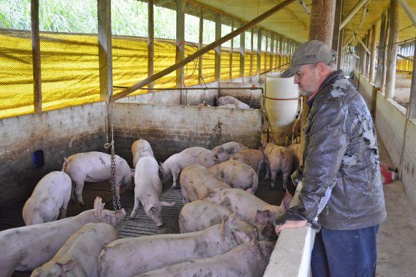 Zona livre de aftosa beneficia exportação de carne suína