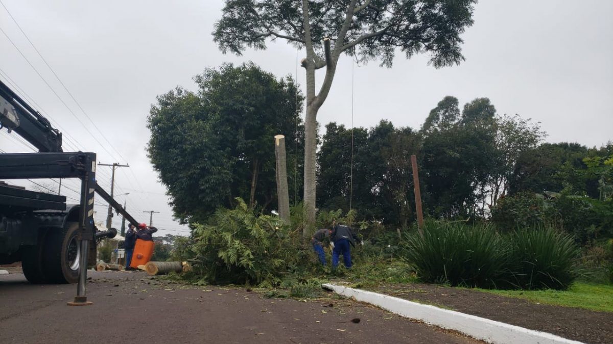 Dois Guapuruvus são cortados no bairro Montanha