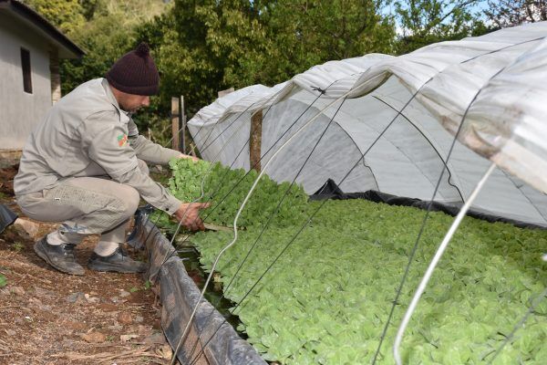 Previsão de geada alerta produtores