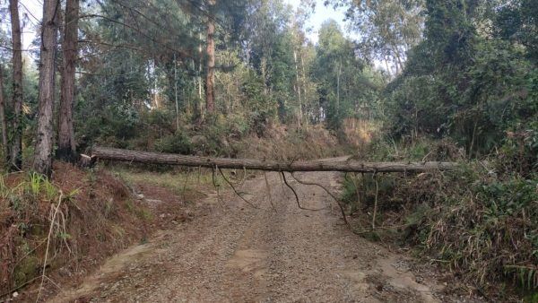 Árvore é derrubada para impedir moradores de irem às urnas