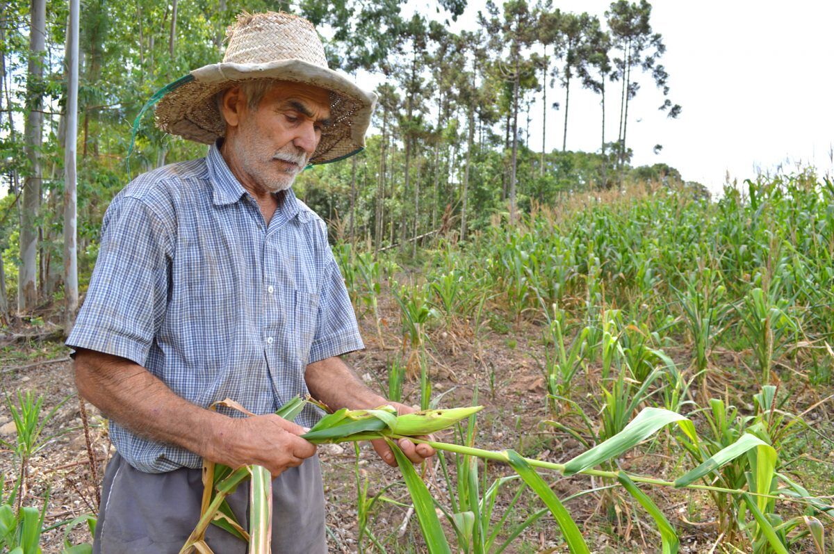 Retorno da La Niña traz risco à safra de verão