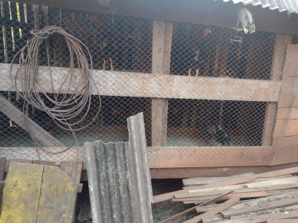 Polícia descobre rinha de galos e apreende 41 animais