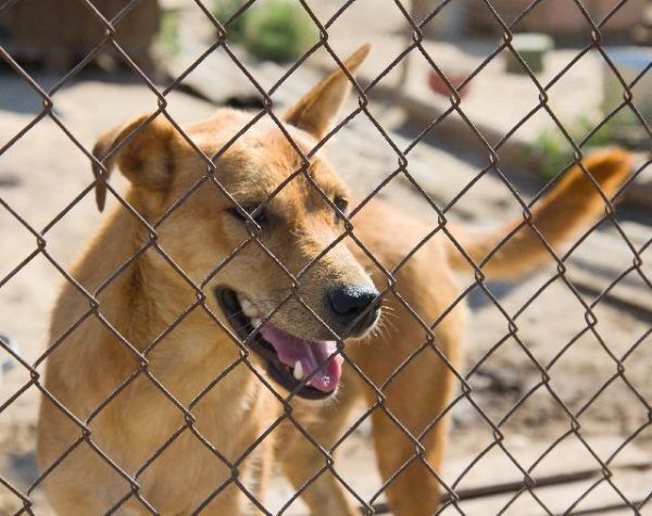 Estrela projeta novo espaço para animais abandonados