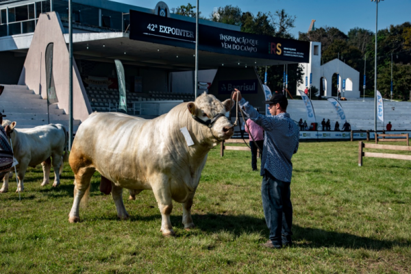 7 notícias: Animais começam a chegar à Expointer nesta segunda-feira