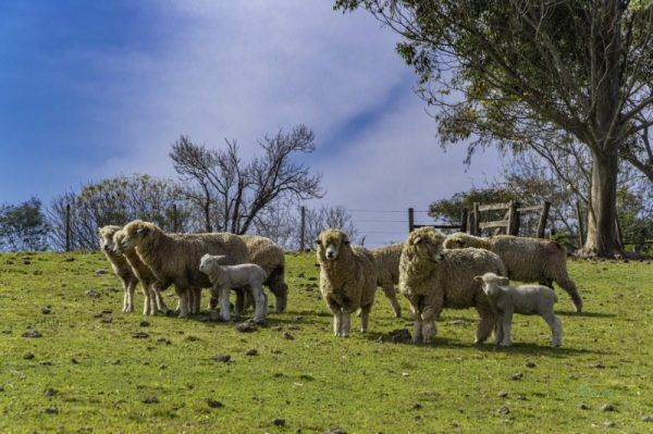 Inscrições de ovinos na Expointer supera edição de 2019