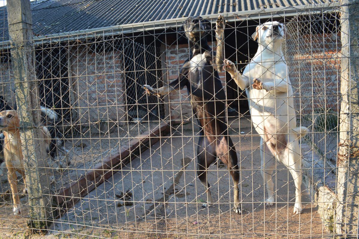 Vereadora trava projetos na câmara  e exige mais verba à causa animal